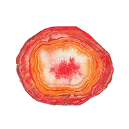 Cornelian