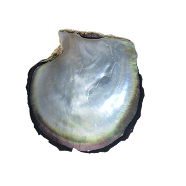 Mother of Pearls