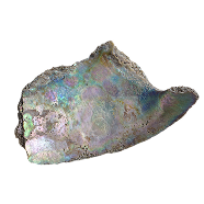 Paua Shell